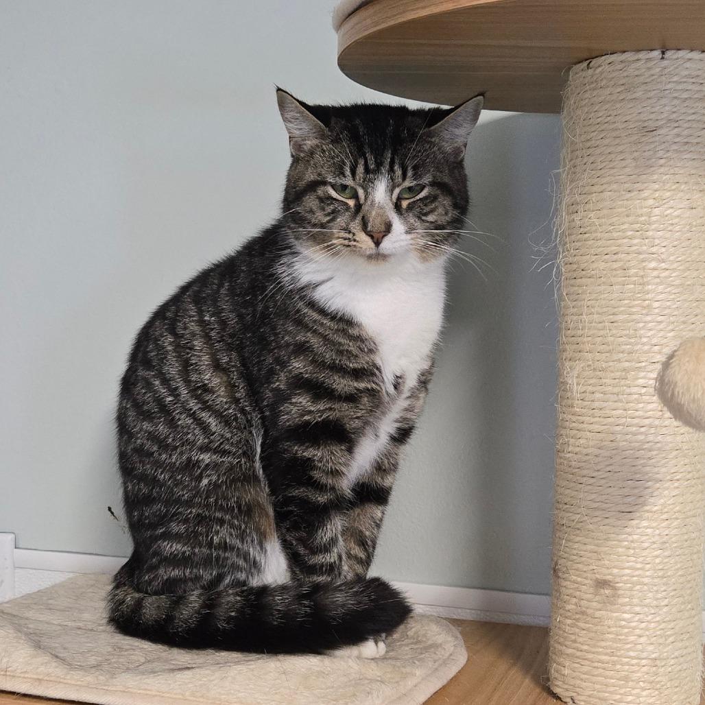 Ellie, Adoptable, Adult Female Domestic Short Hair.