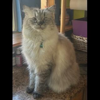 Dusty, adopted, Senior Male Himalayan & Siamese.