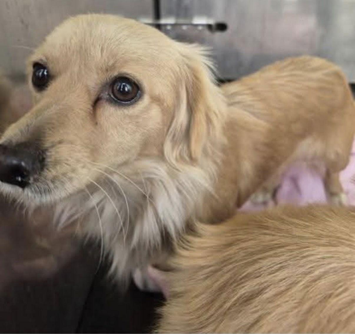 Samantha, Adoptable, Young Female Dachshund.