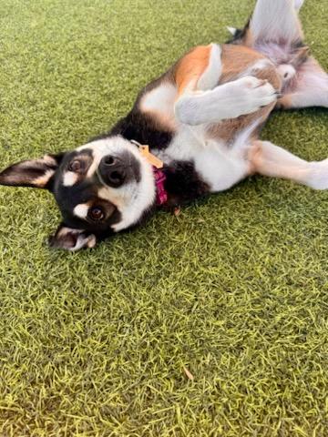Pico, a ADOPTABLE mixed breed in Poway, CA image 4/6