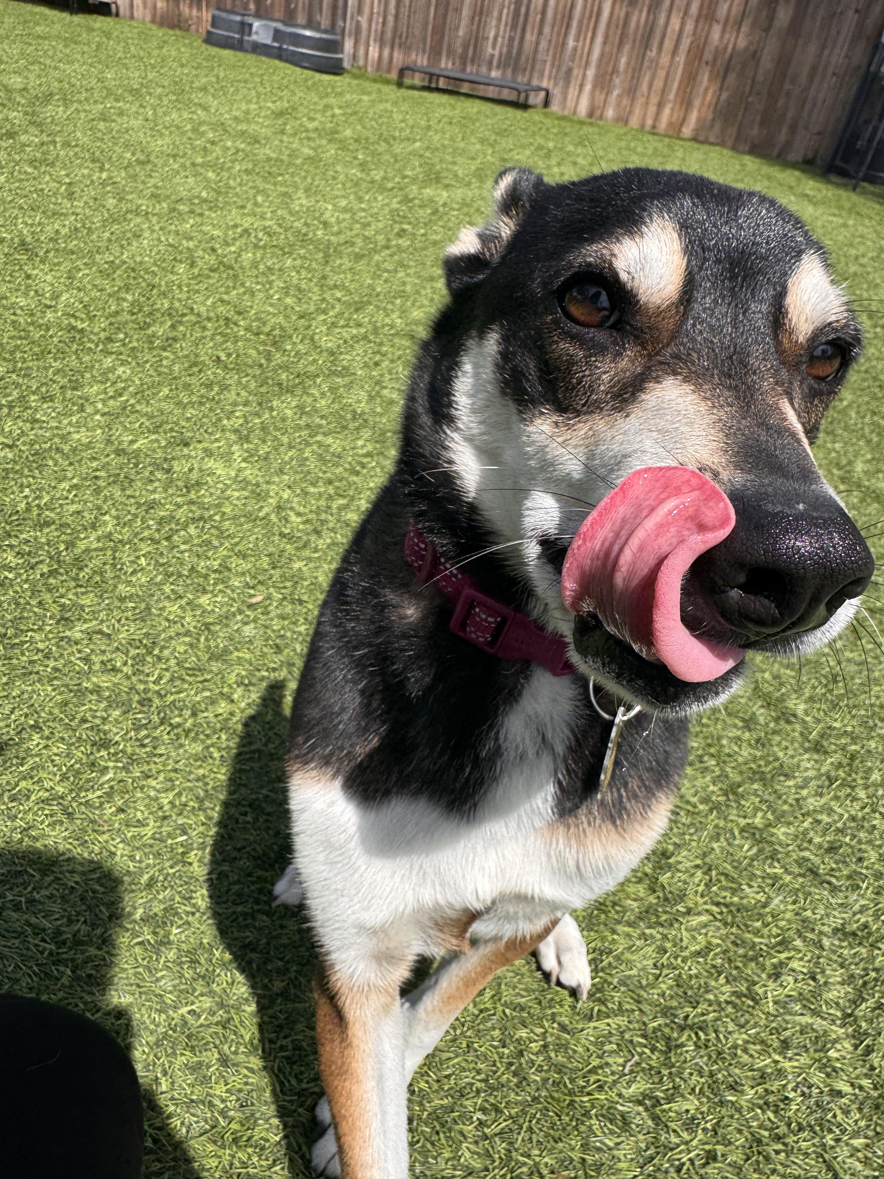 Pico, a ADOPTABLE mixed breed in Poway, CA image 2/6