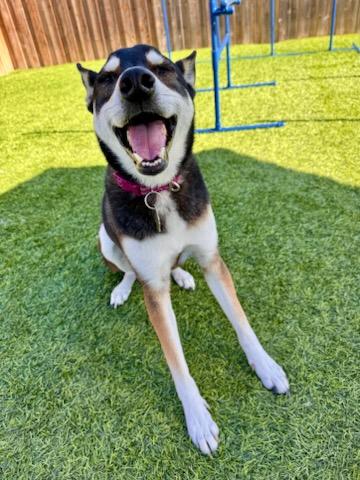 Pico, ADOPTABLE, Adult Male German Shepherd Dog.