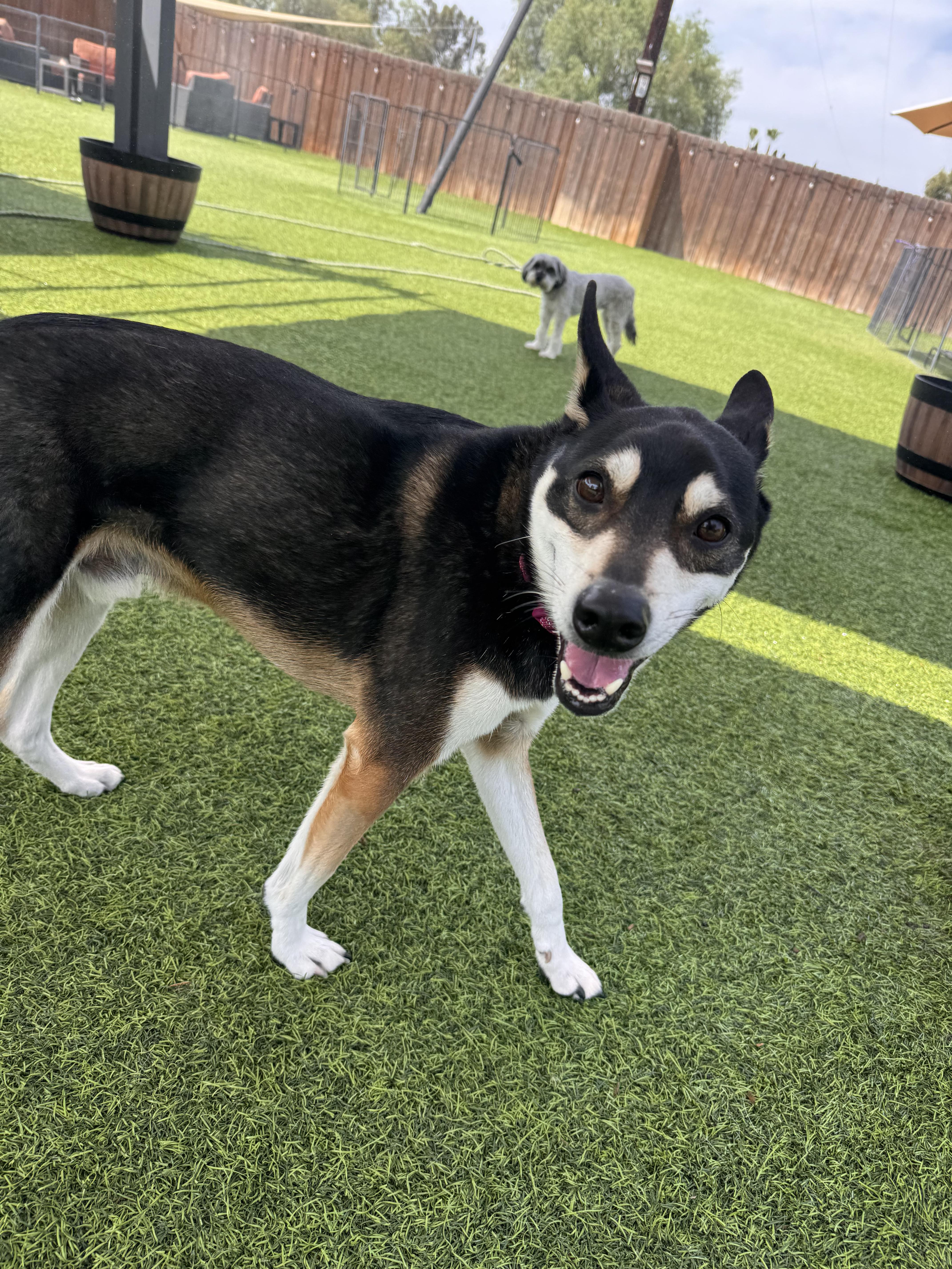 Pico, a ADOPTABLE mixed breed in Poway, CA image 3/6