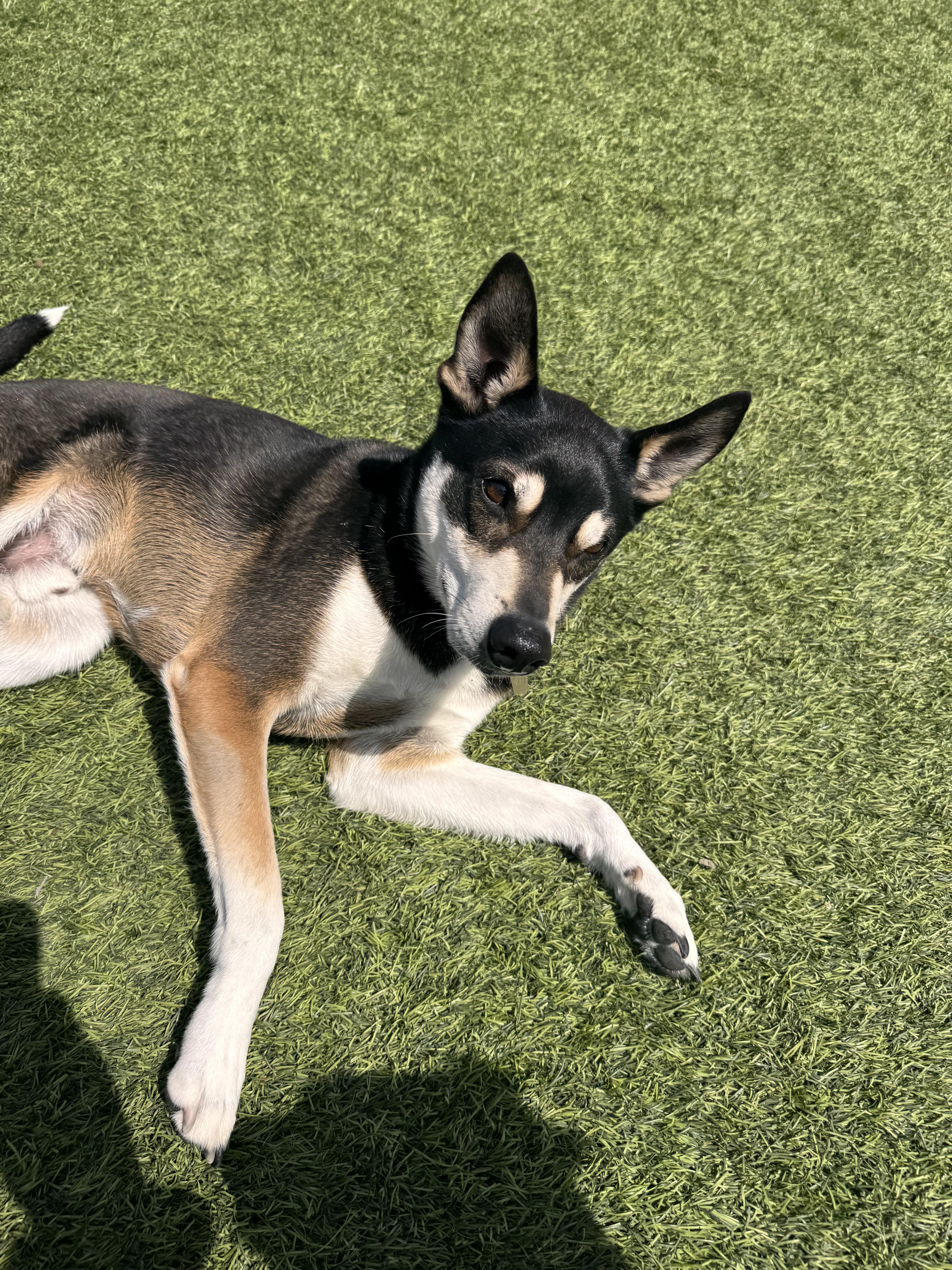 Pico, a ADOPTABLE mixed breed in Poway, CA image 5/6