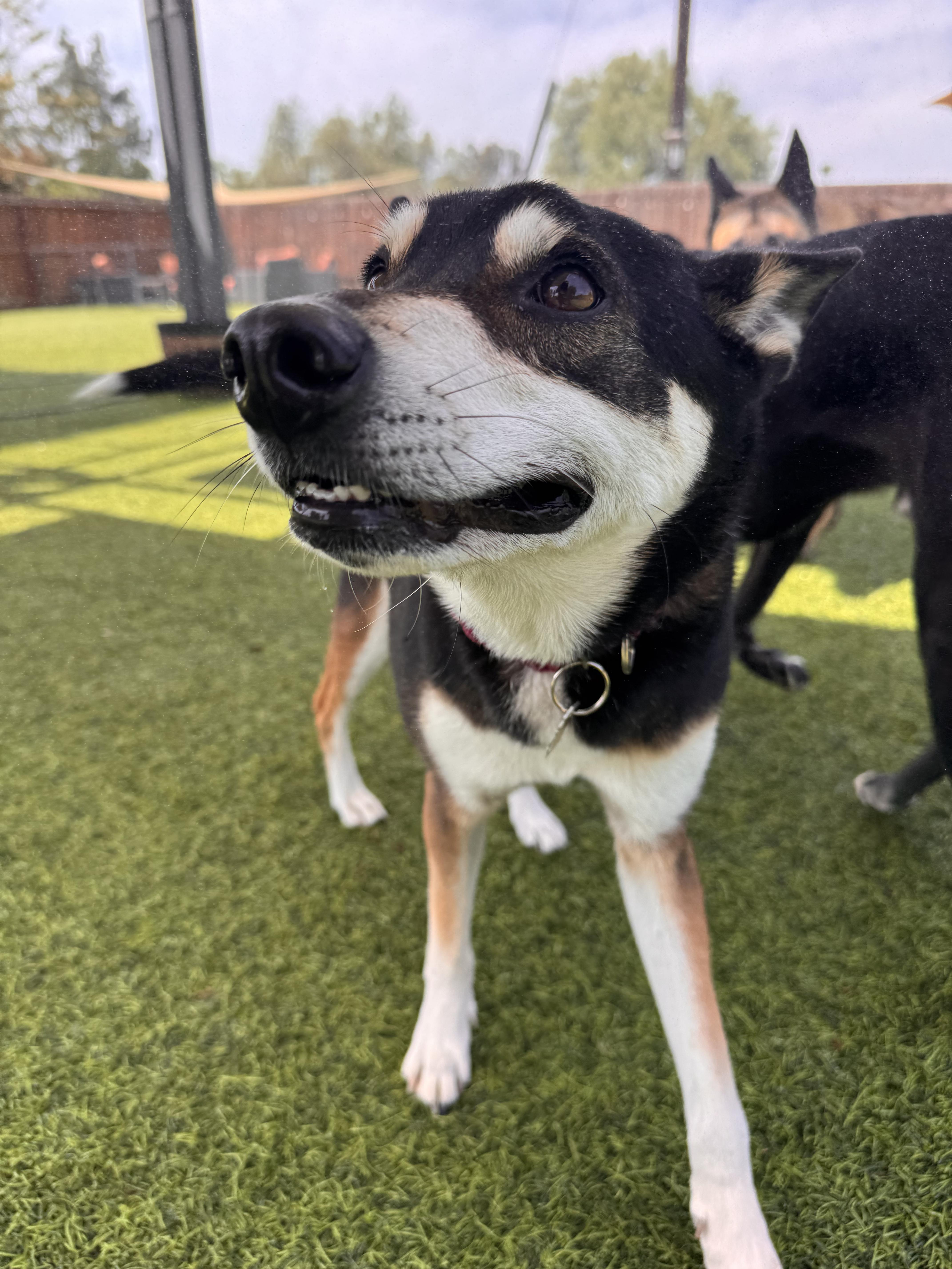 Pico, a ADOPTABLE mixed breed in Poway, CA image 6/6