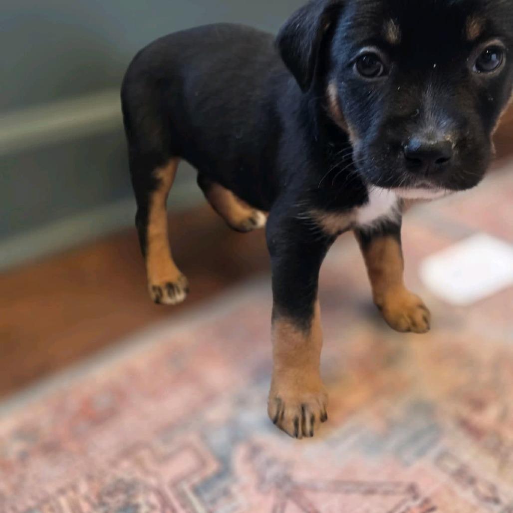 Sirius, a Adoptable Mixed Breed in Kansas City, MO image 1/6