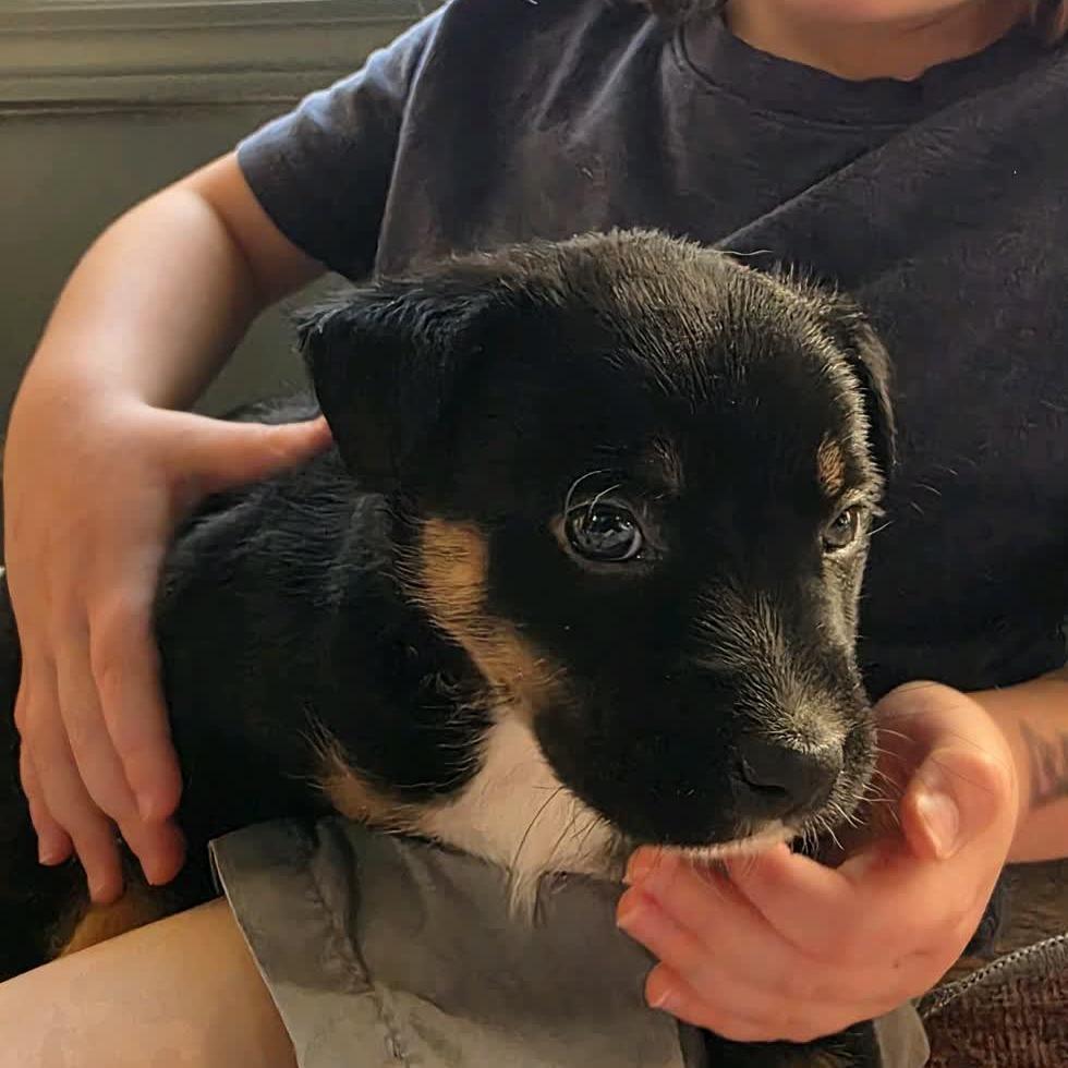 Sirius, a Adoptable Mixed Breed in Kansas City, MO image 2/6