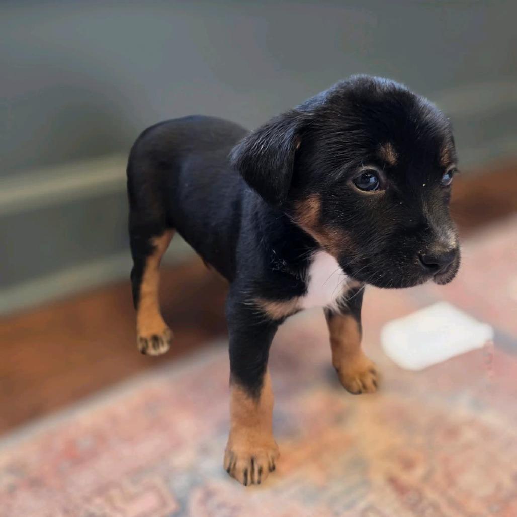 Sirius, a Adoptable Mixed Breed in Kansas City, MO image 3/6