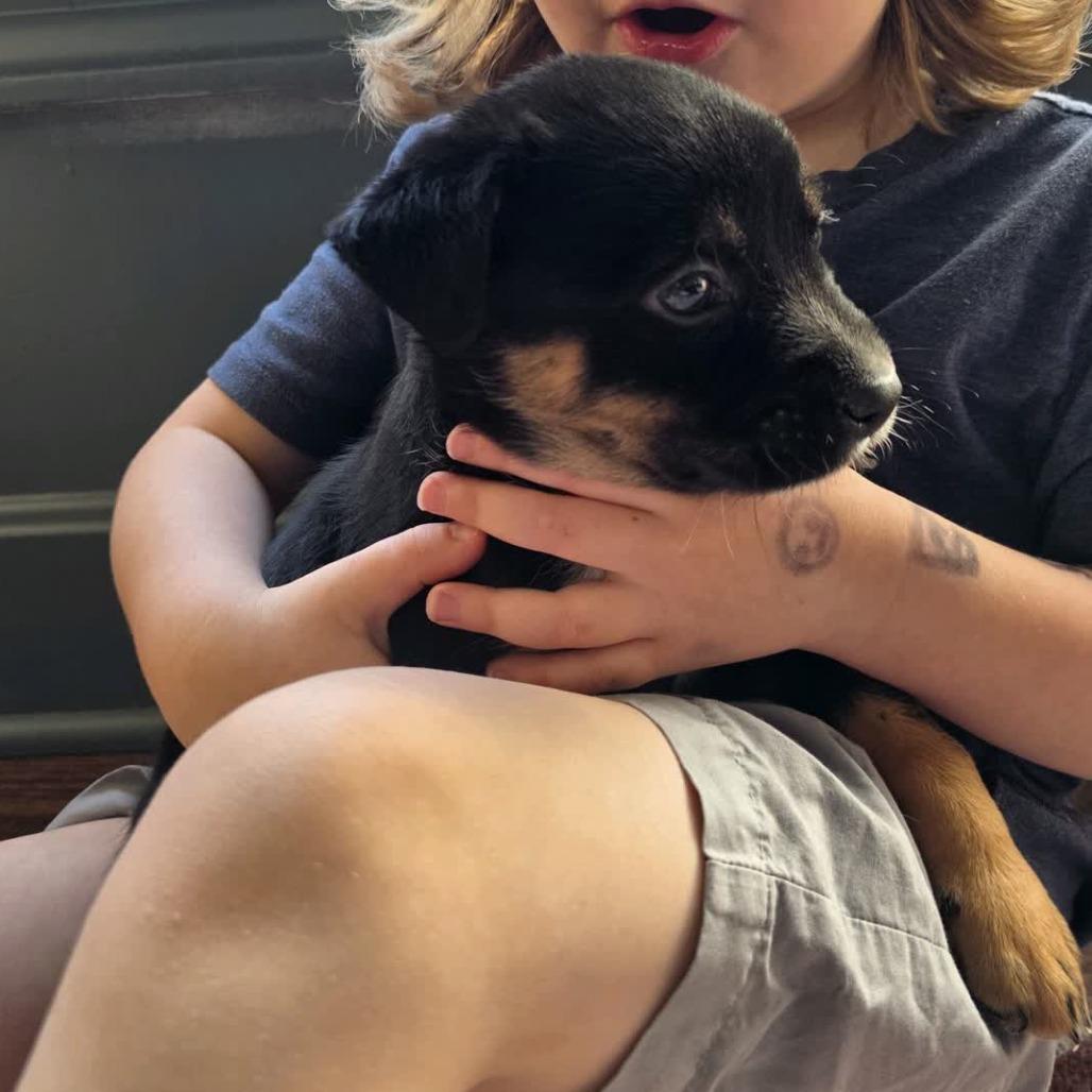 Sirius, a Adoptable Mixed Breed in Kansas City, MO image 4/6