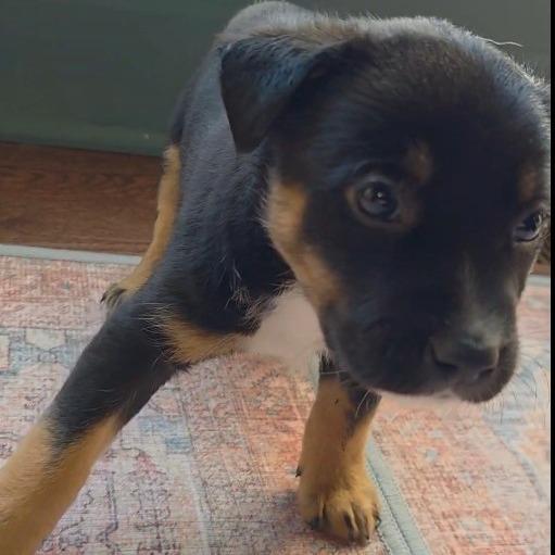 Sirius, a Adoptable Mixed Breed in Kansas City, MO image 5/6