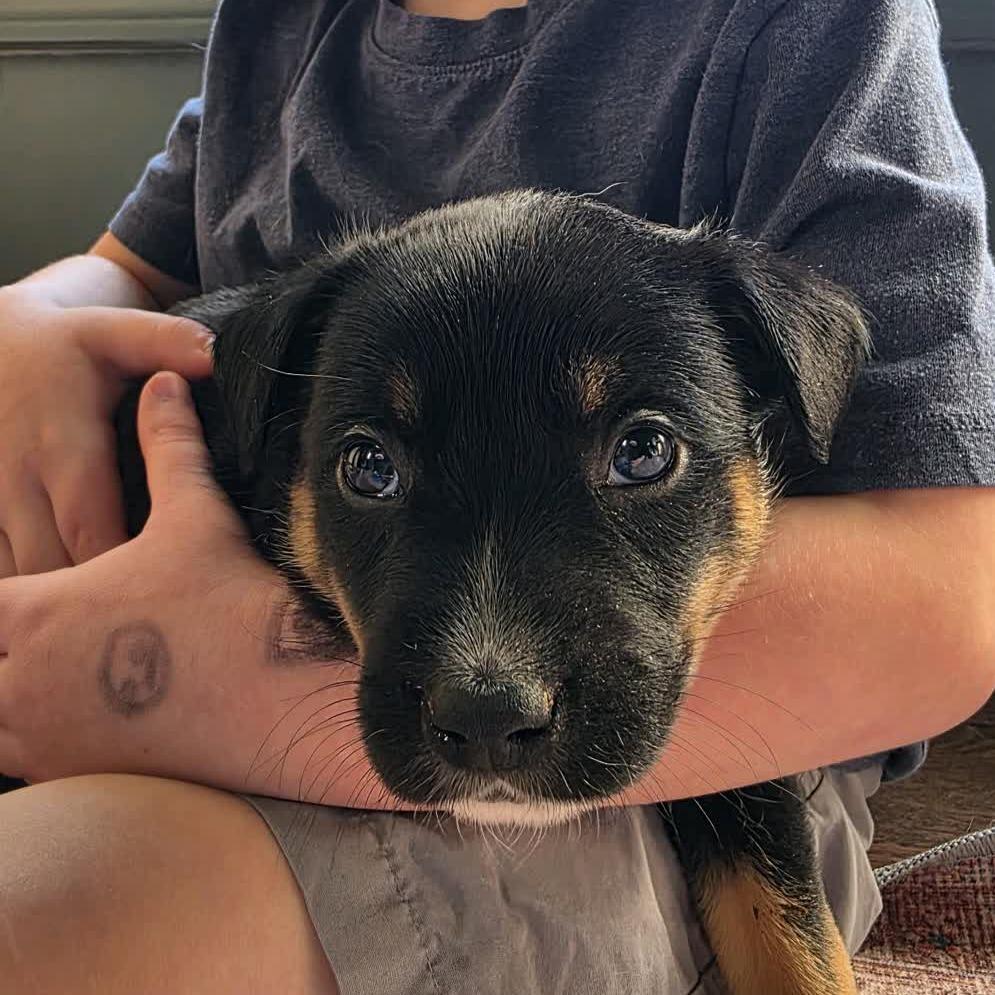 Sirius, a Adoptable Mixed Breed in Kansas City, MO image 6/6