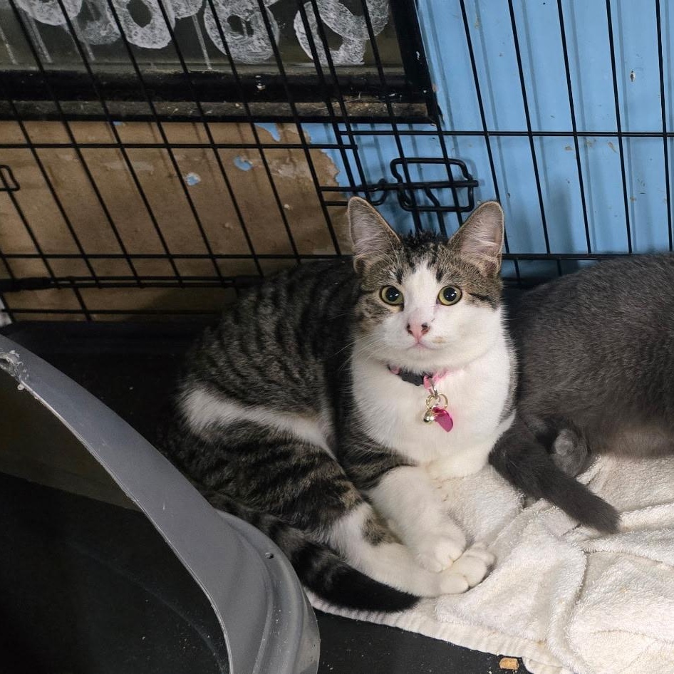 Ruby, an adopted Domestic Short Hair in Chehalis, WA image 1/5