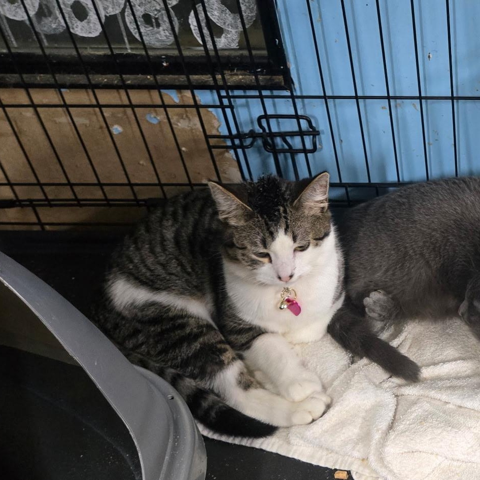 Ruby, an adopted Domestic Short Hair in Chehalis, WA image 4/5