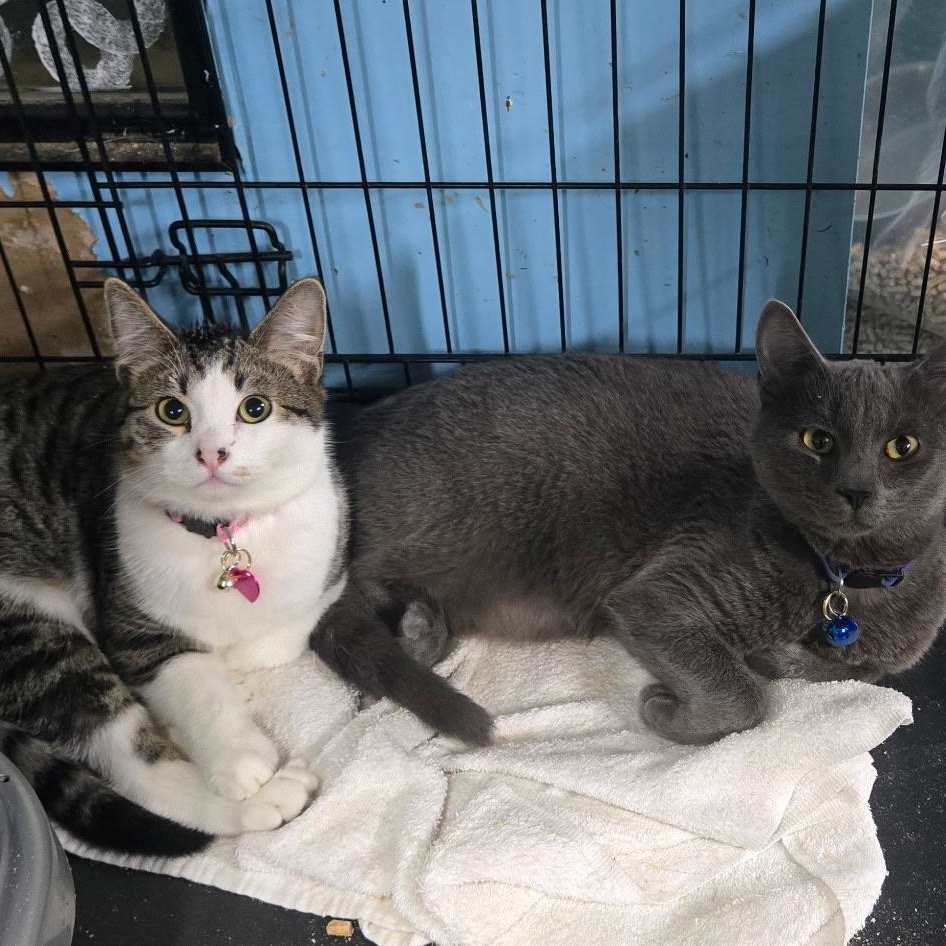 Ruby, an adopted Domestic Short Hair in Chehalis, WA image 3/5