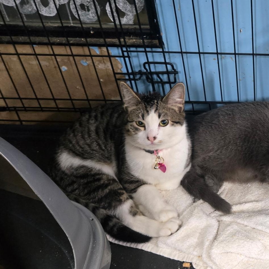 Ruby, an adopted Domestic Short Hair in Chehalis, WA image 5/5