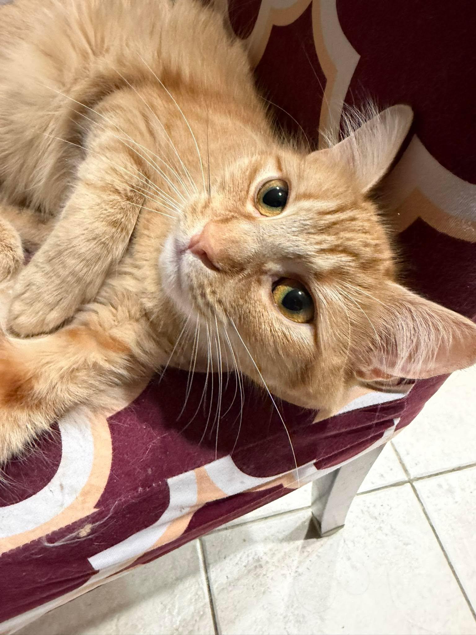 Enlarge Gigi, an adopted Tabby in Bayonne, NJ image 2/2