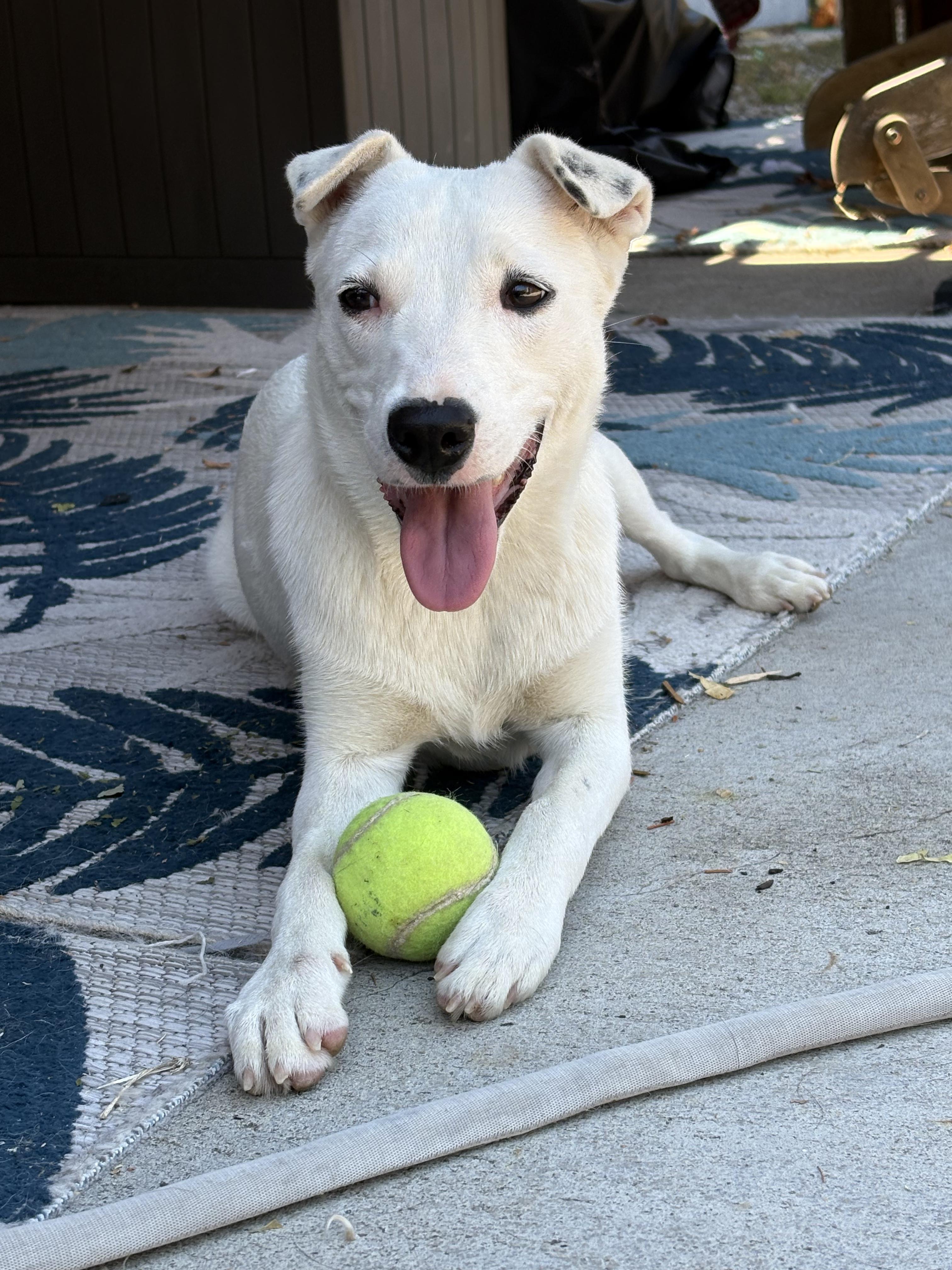 Pearl, ADOPTABLE, Puppy Female Whippet.