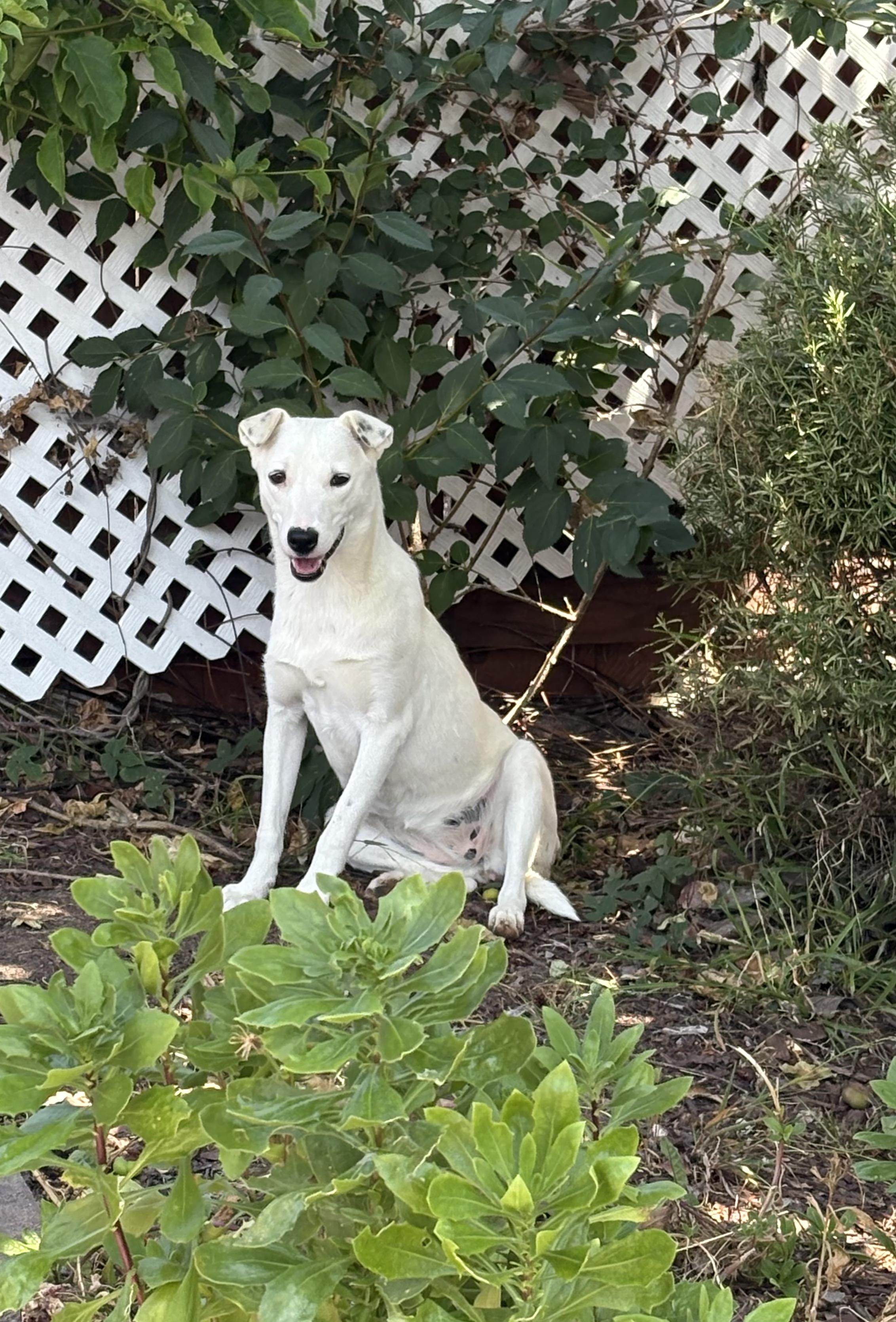 Pearl, a ADOPTABLE mixed breed in San Diego, CA image 2/5