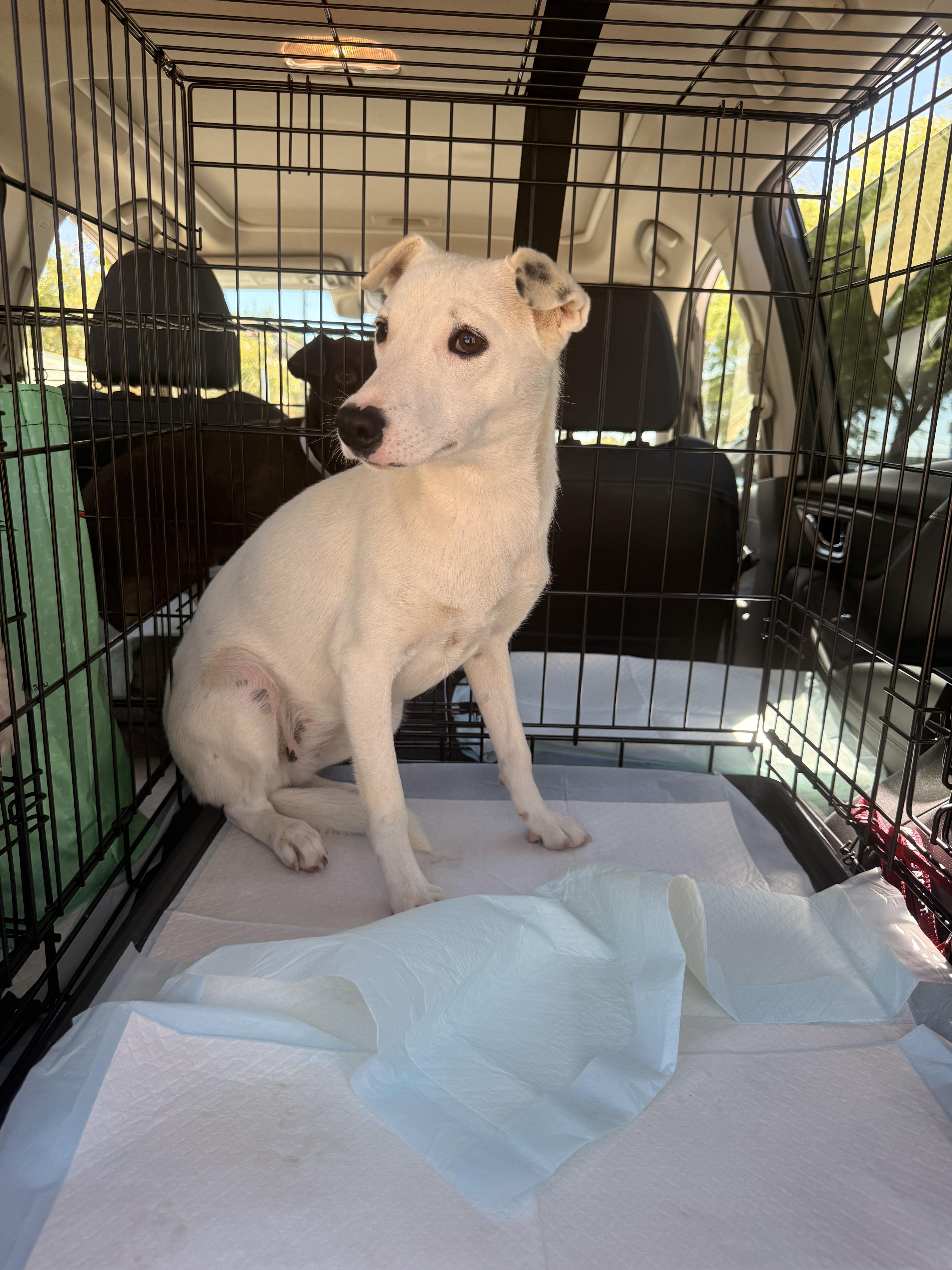 Pearl, a ADOPTABLE mixed breed in San Diego, CA image 3/5