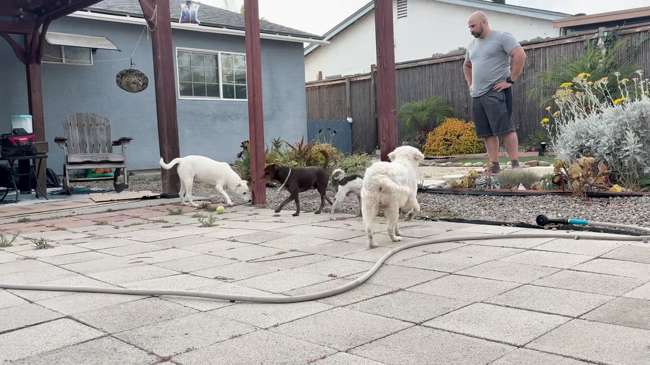 Enlarge Pearl, a ADOPTABLE mixed breed in San Diego, CA video 5/5