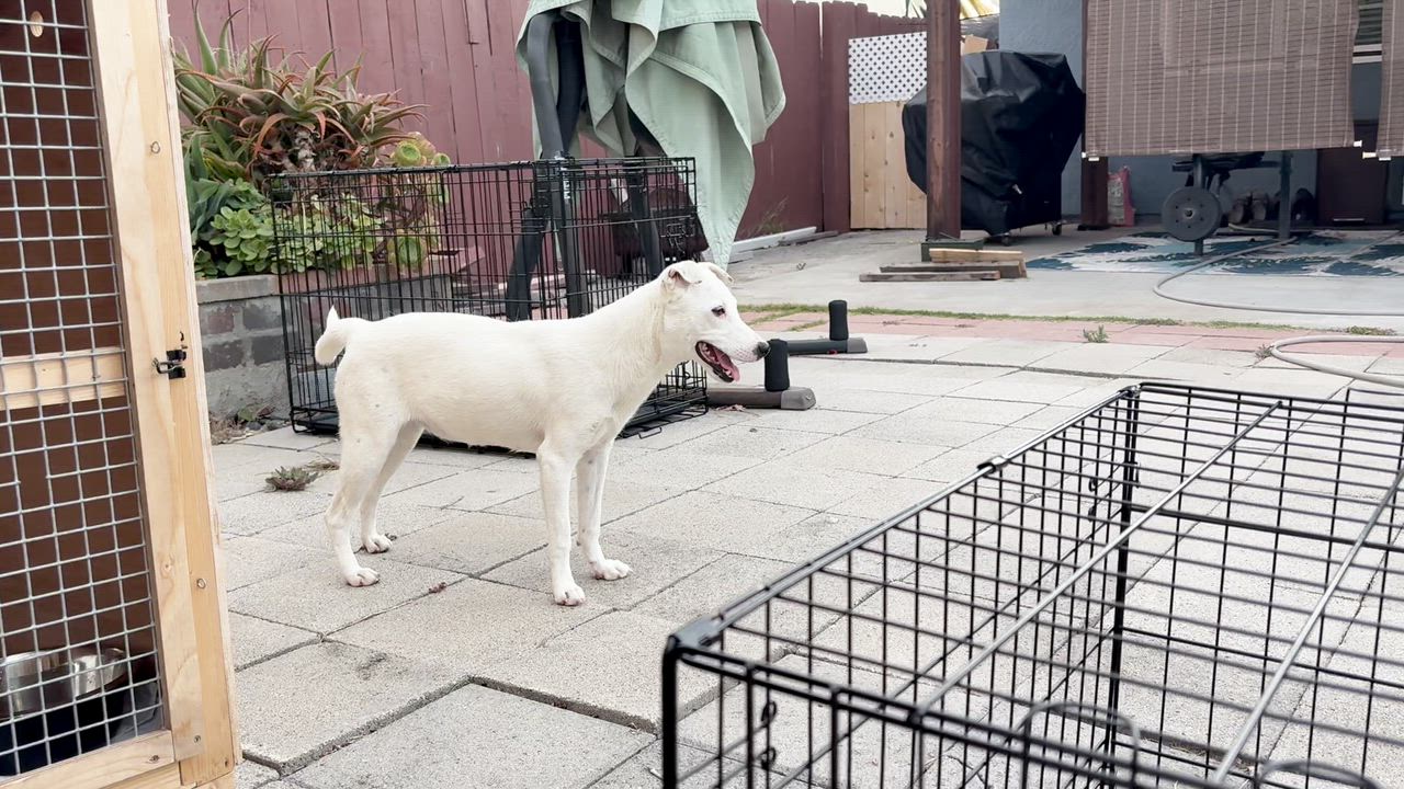 Enlarge Pearl, a ADOPTABLE mixed breed in San Diego, CA video 4/5