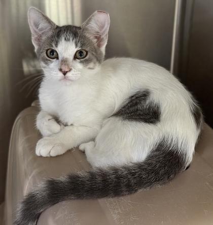 Enlarge Bagel, a Adoptable mixed breed in Venice, FL image 1/1