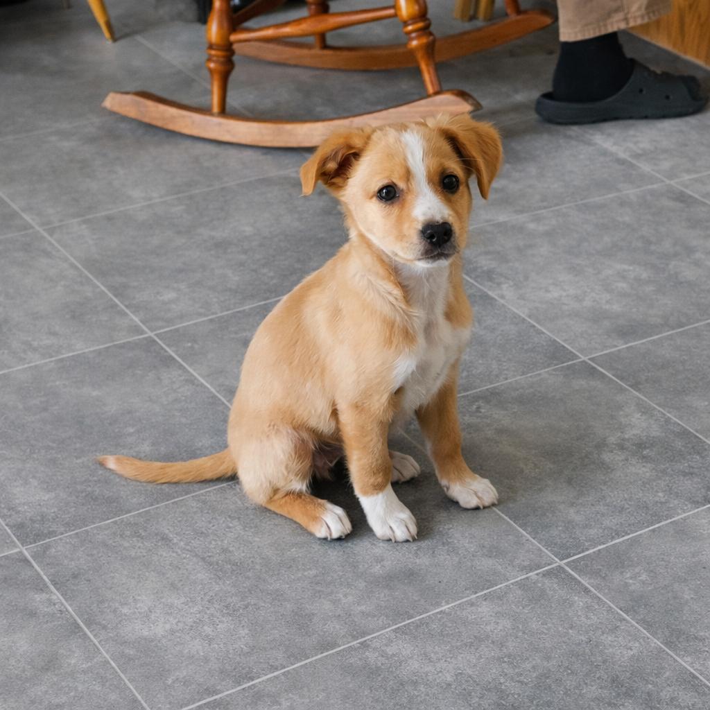 Enlarge **HAZEL**, a Adoptable Fox Terrier in North Prairie, WI image 1/2