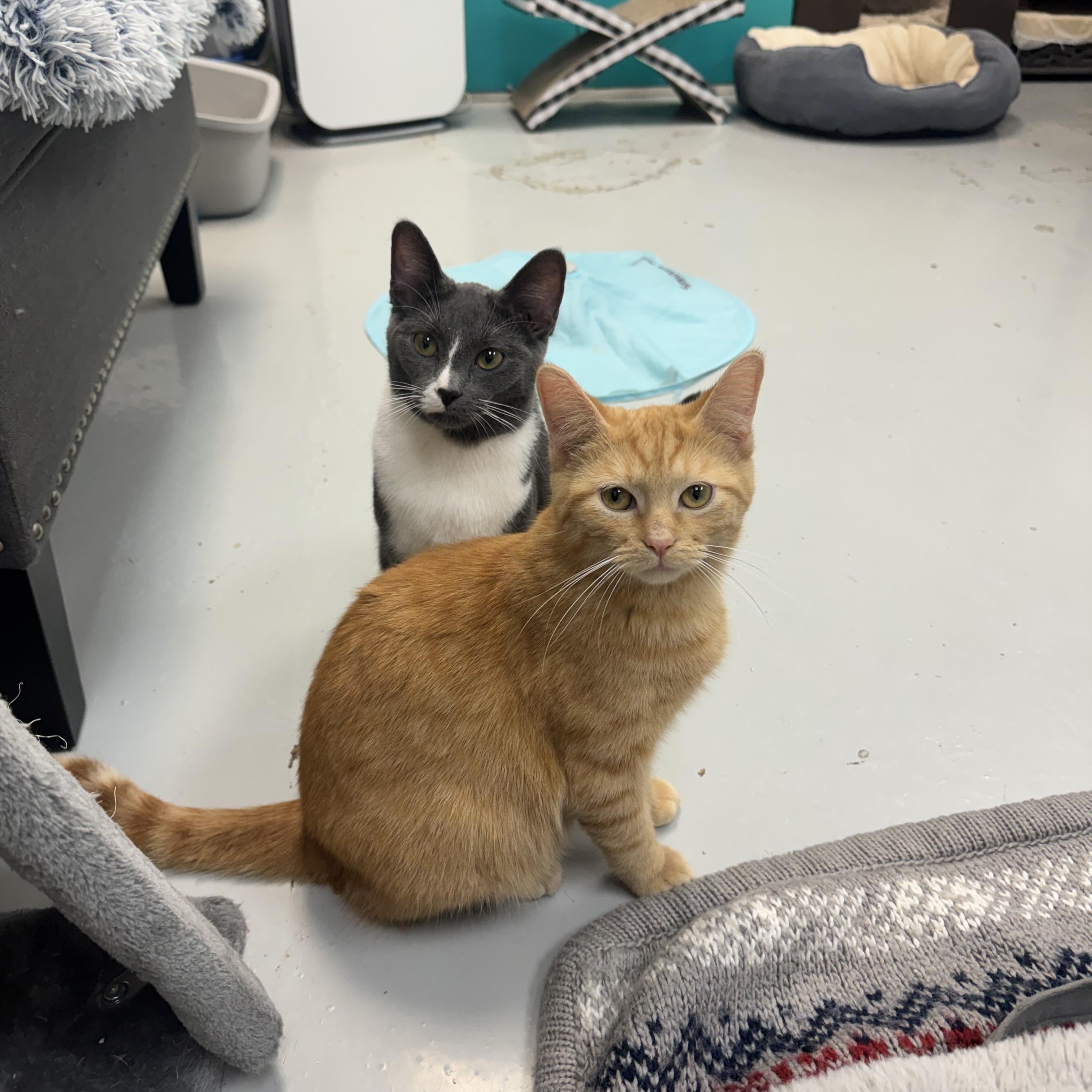 Enlarge Sonny, an adopted Domestic Short Hair in Crystal Lake, IL image 1/5