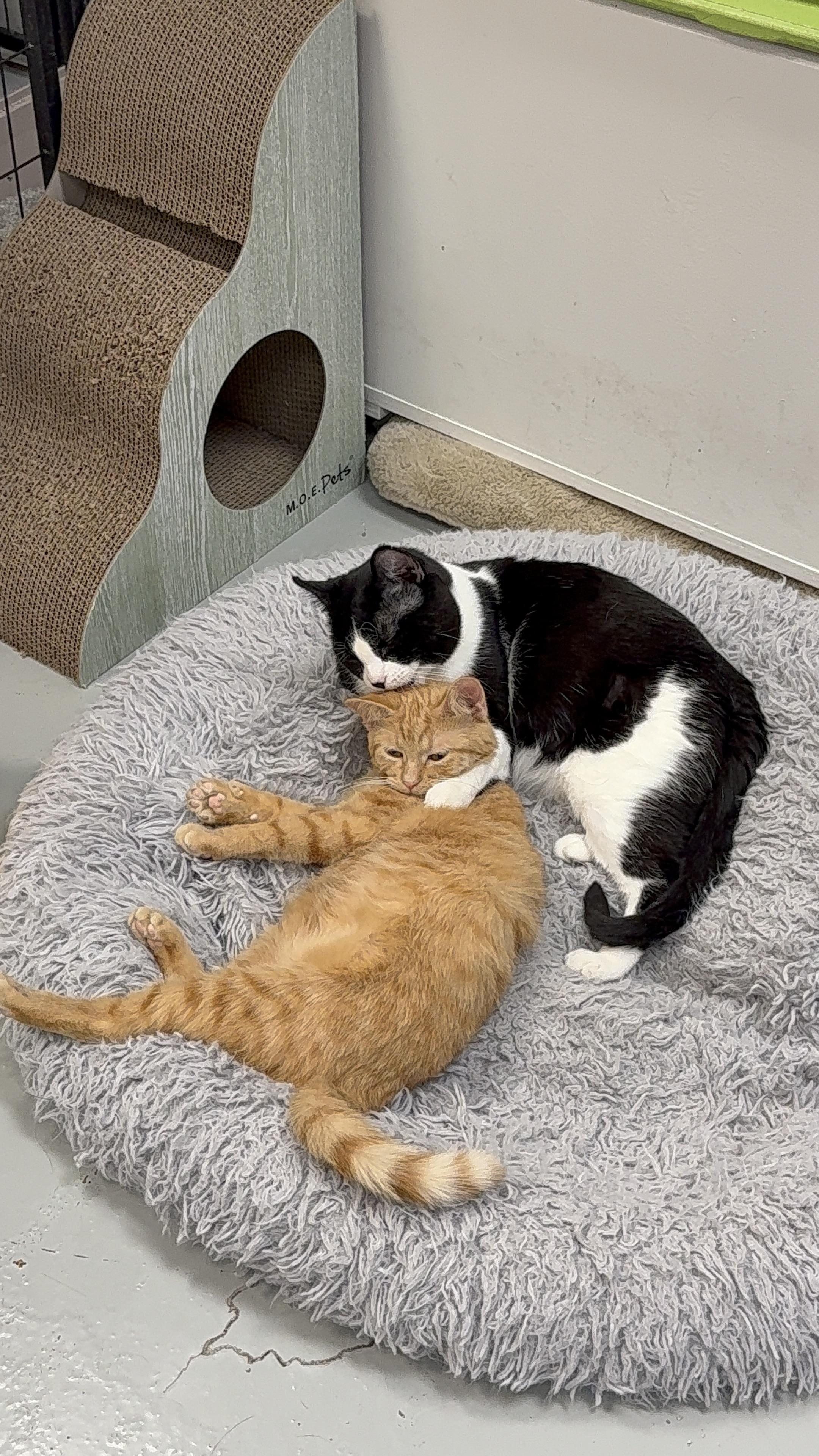 Enlarge Sonny, an adopted Domestic Short Hair in Crystal Lake, IL image 5/5