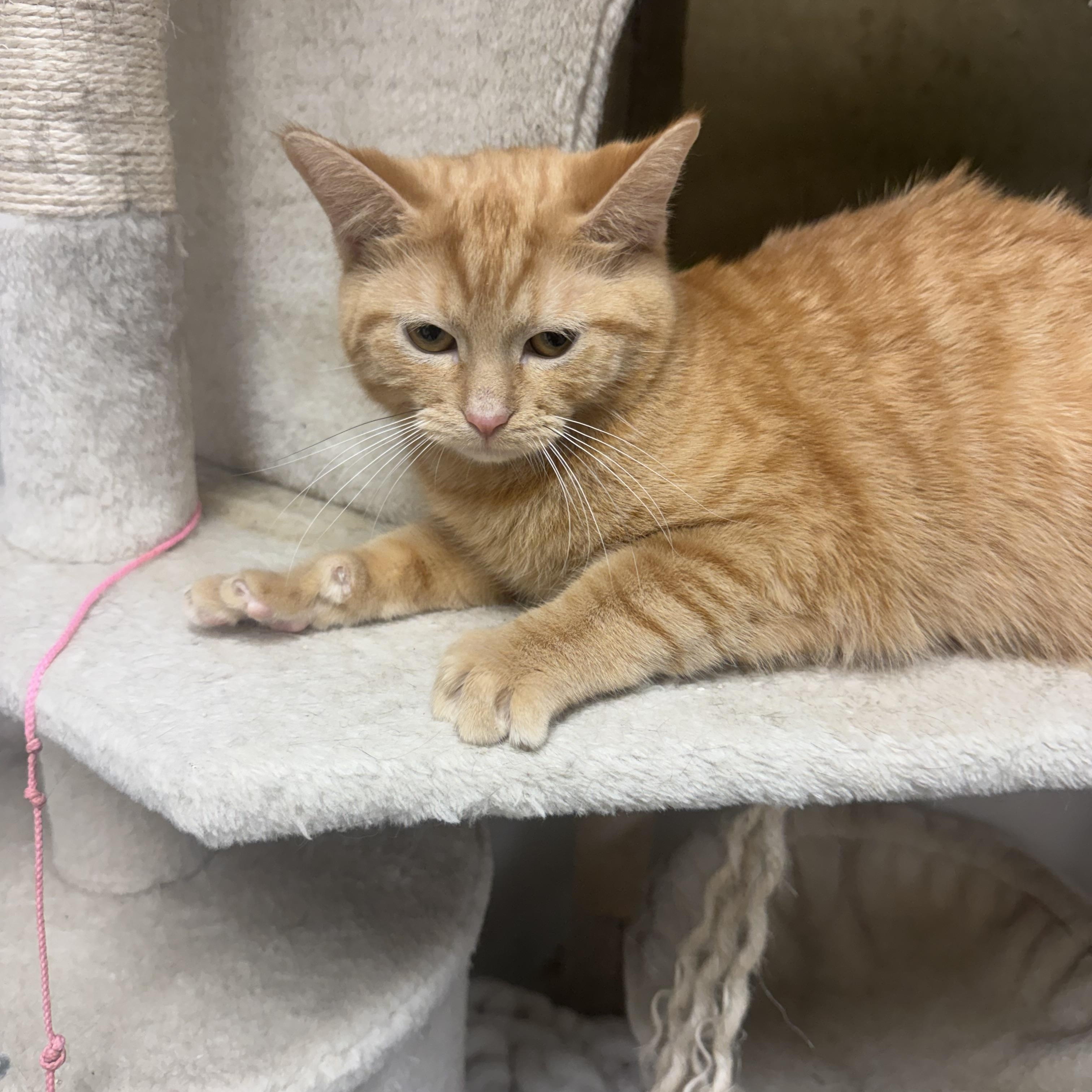 Sonny, Adoptable, Young Male Domestic Short Hair.