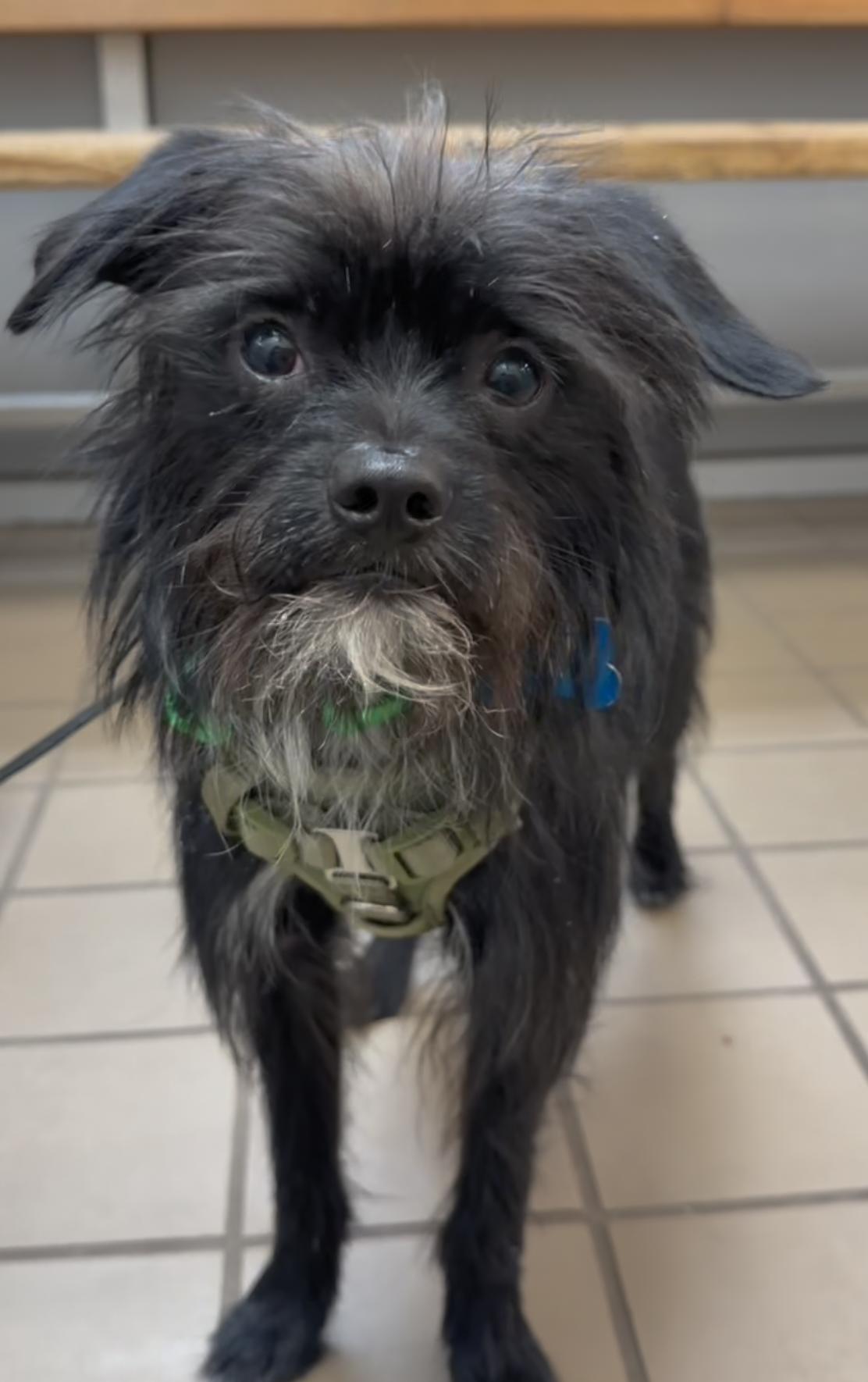 Tucker, adopted, Young Male Shih Tzu.