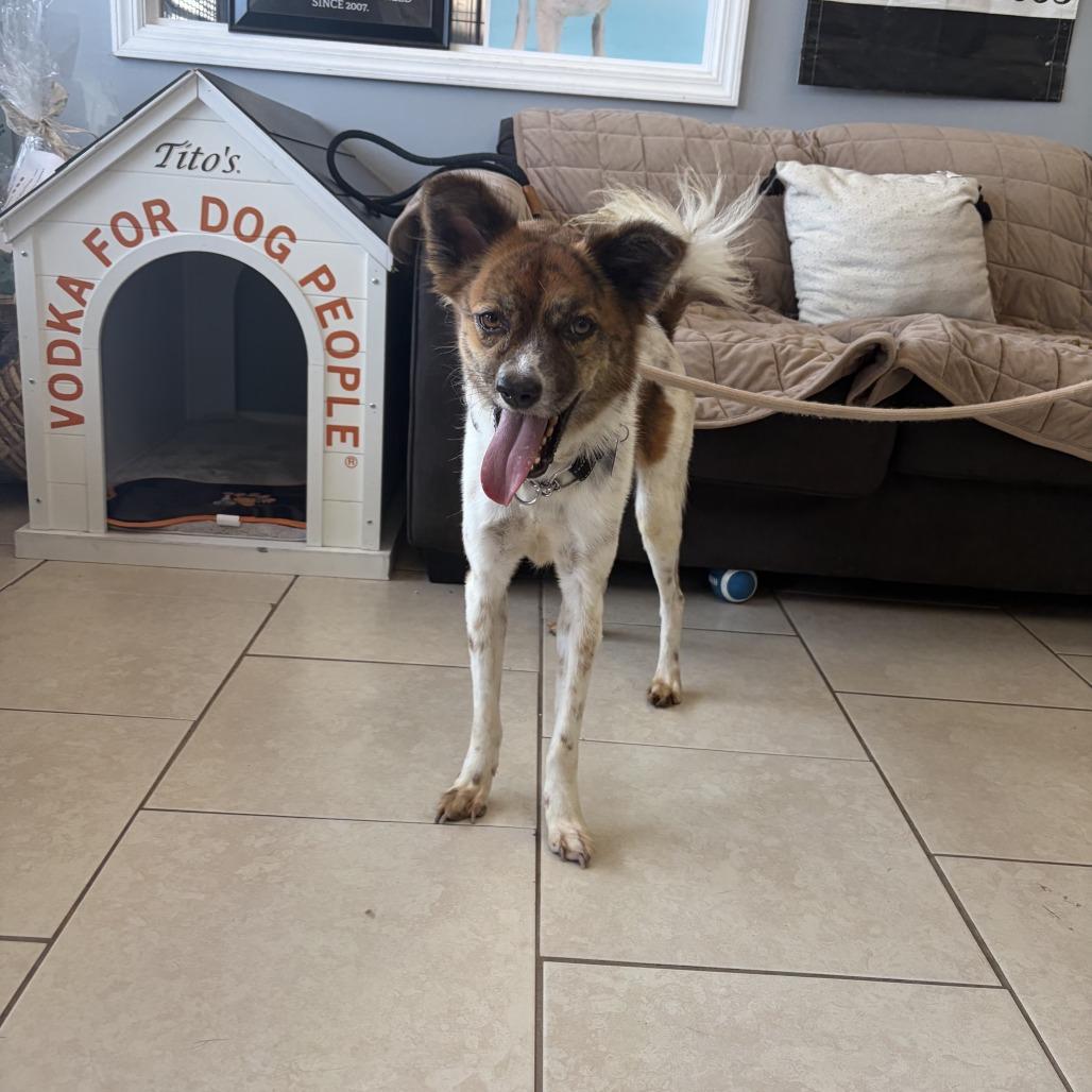 Enlarge Singkhon, a ADOPTABLE Mixed Breed in Medford, NY image 1/1