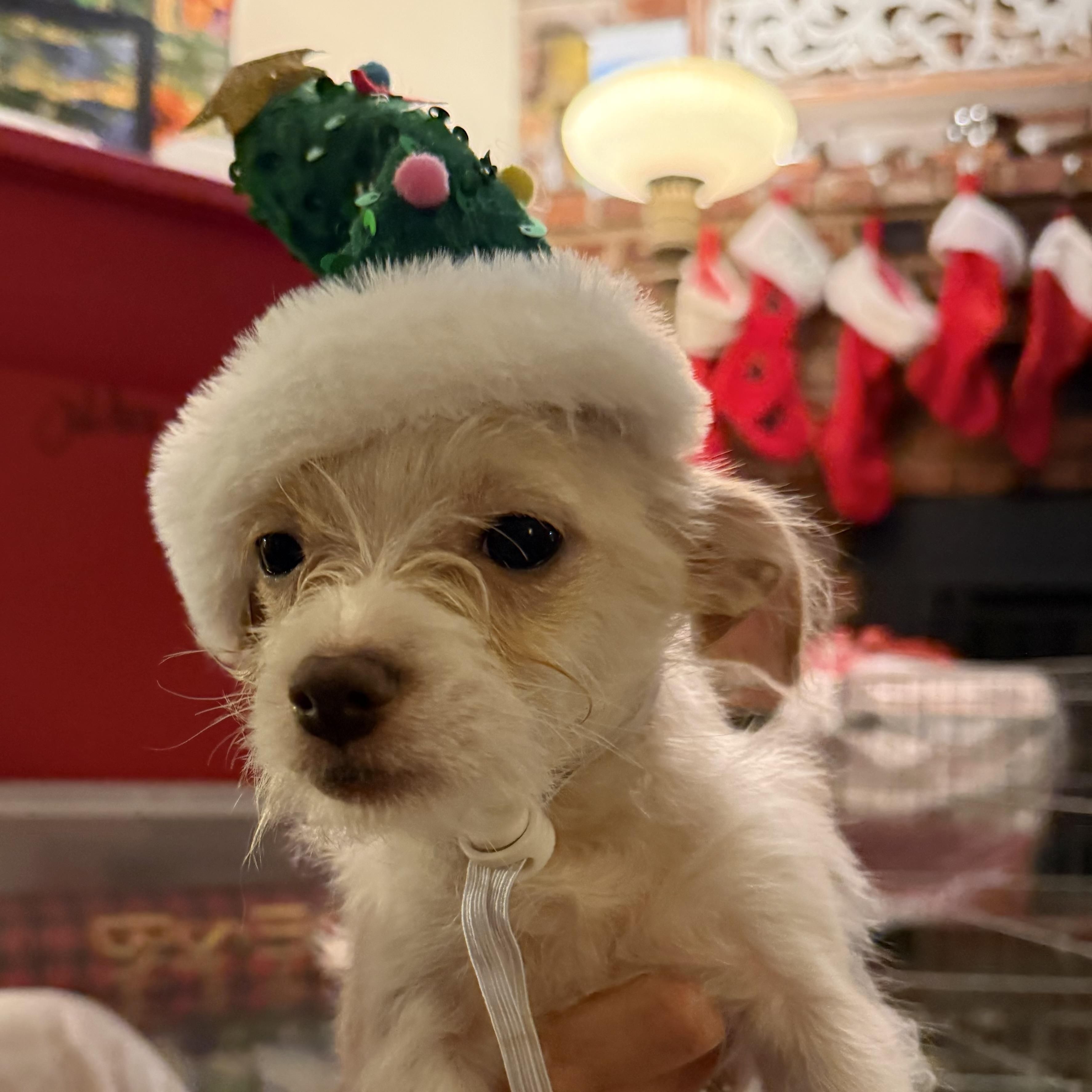 Duke , ADOPTABLE, Puppy Male Terrier.