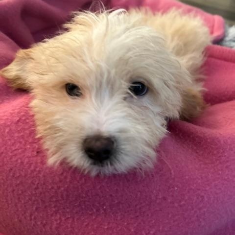 Enlarge Cinnamon , an adopted Shih poo in Maitland, FL image 1/3