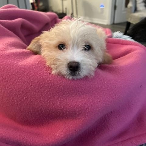 Enlarge Cinnamon , an adopted Shih poo in Maitland, FL image 2/3