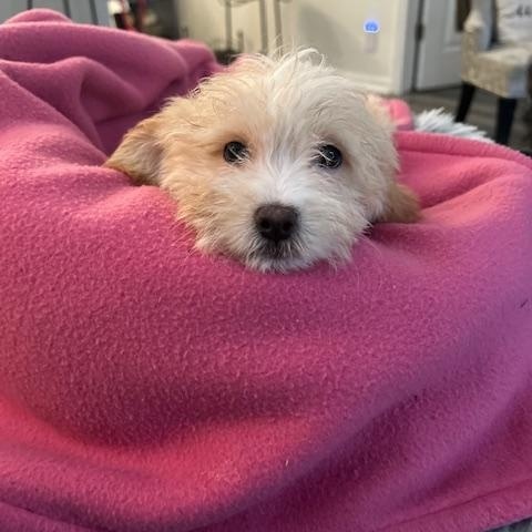 Enlarge Cinnamon , an adopted Shih poo in Maitland, FL image 3/3
