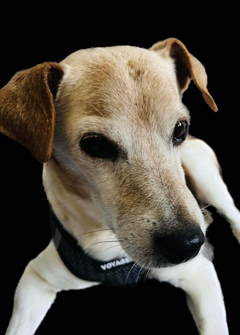 Enlarge Peanut Butter, a Adopted Jack Russell Terrier in Durham, NC image 1/4
