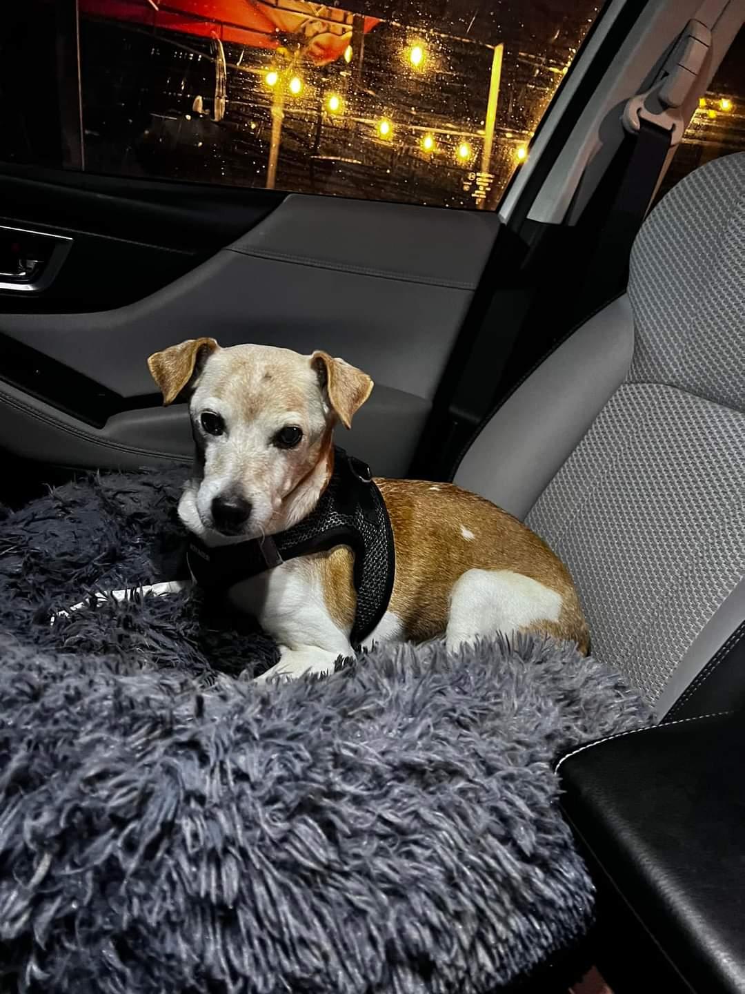 Enlarge Peanut Butter, a Adopted Jack Russell Terrier in Durham, NC image 2/4