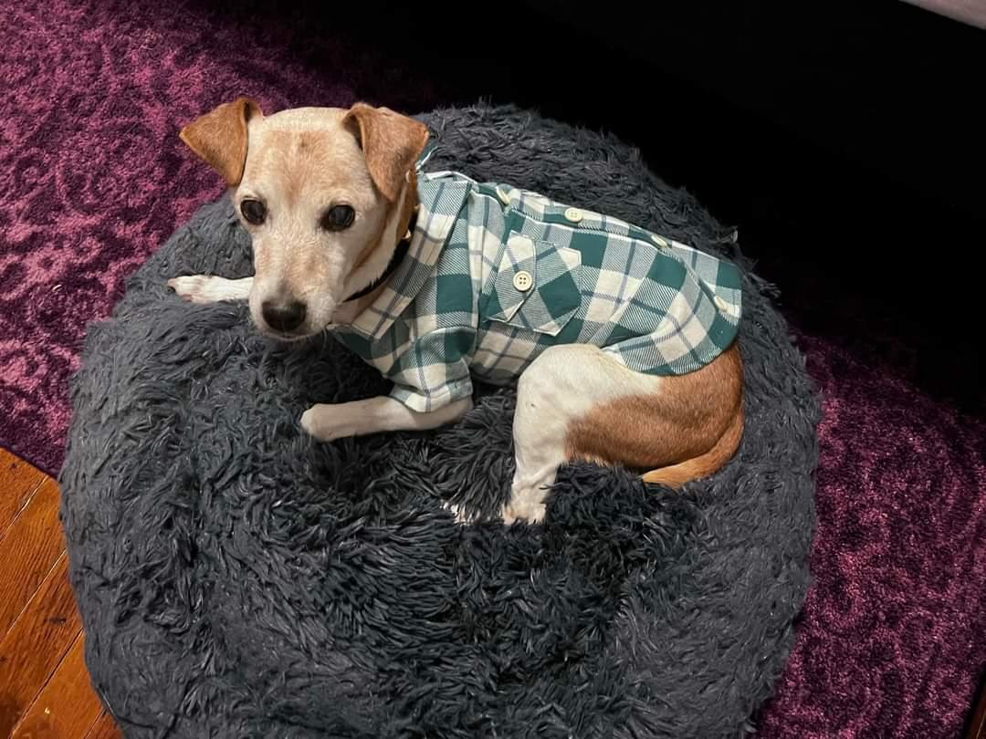 Enlarge Peanut Butter, a Adopted Jack Russell Terrier in Durham, NC image 3/4