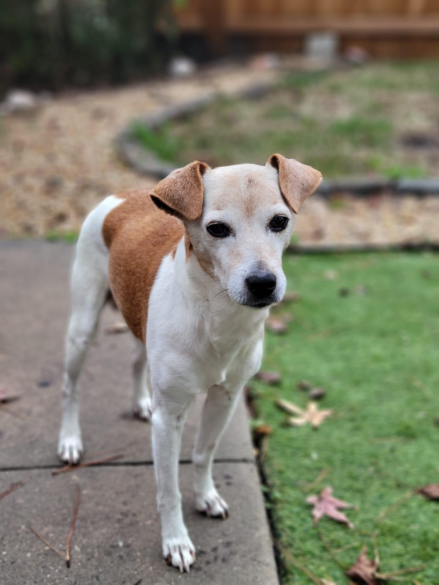 Enlarge Peanut Butter, a Adopted Jack Russell Terrier in Durham, NC image 4/4