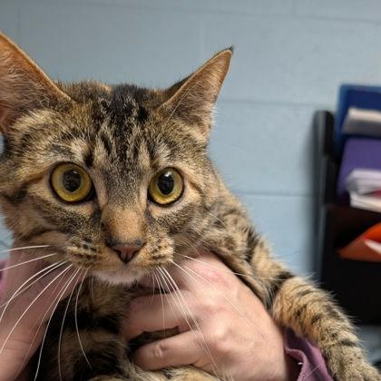 Crunchy Swiss Cheese, Adoptable, Adult Female Domestic Short Hair.