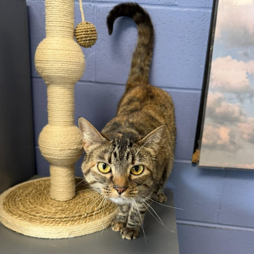 Enlarge Crunchy Swiss Cheese, a Adoptable mixed breed in DeKalb, IL image 2/3