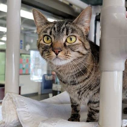 Enlarge Crunchy Swiss Cheese, a Adoptable mixed breed in DeKalb, IL image 3/3