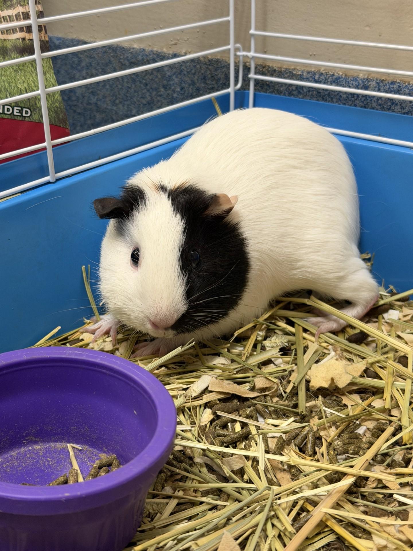 Enlarge Split, a ADOPTABLE Guinea Pig in Suffolk, VA image 1/1