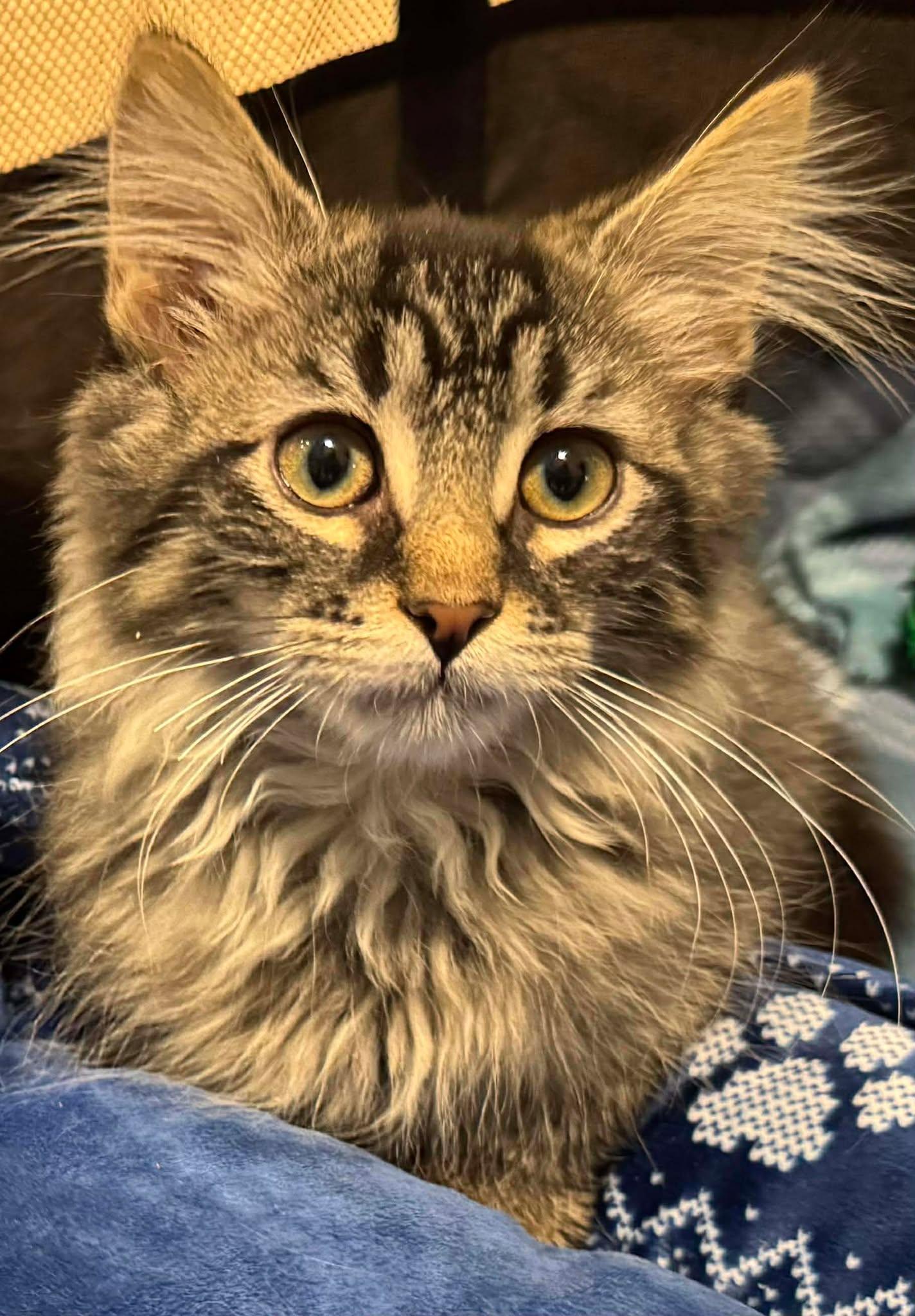 Aspyn, adopted, Kitten Male Domestic Long Hair.