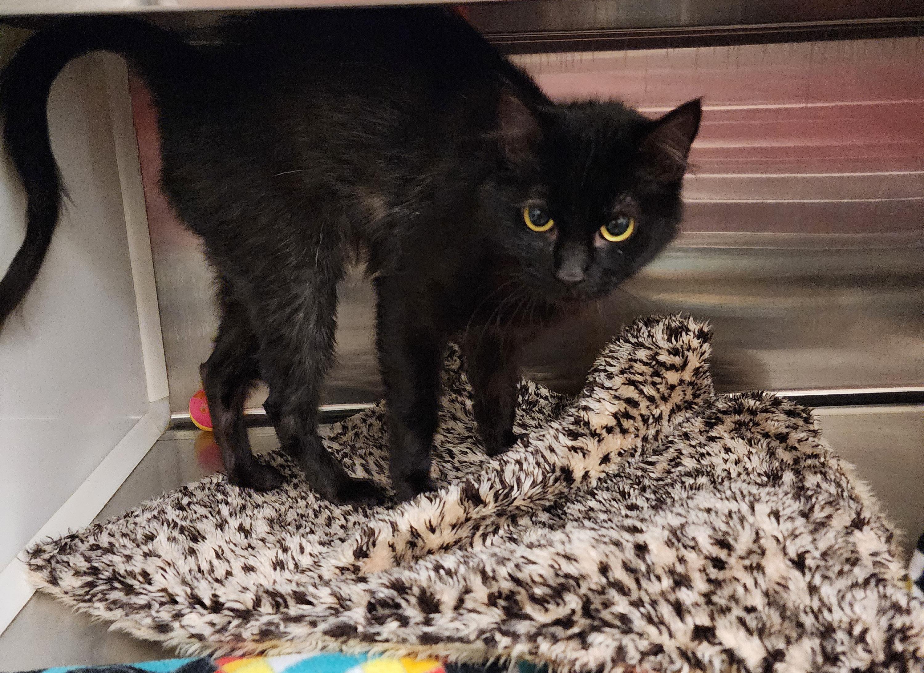 Harriet, an adoptable Domestic Short Hair in Hilton Head Island, SC, 29925 | Photo Image 3