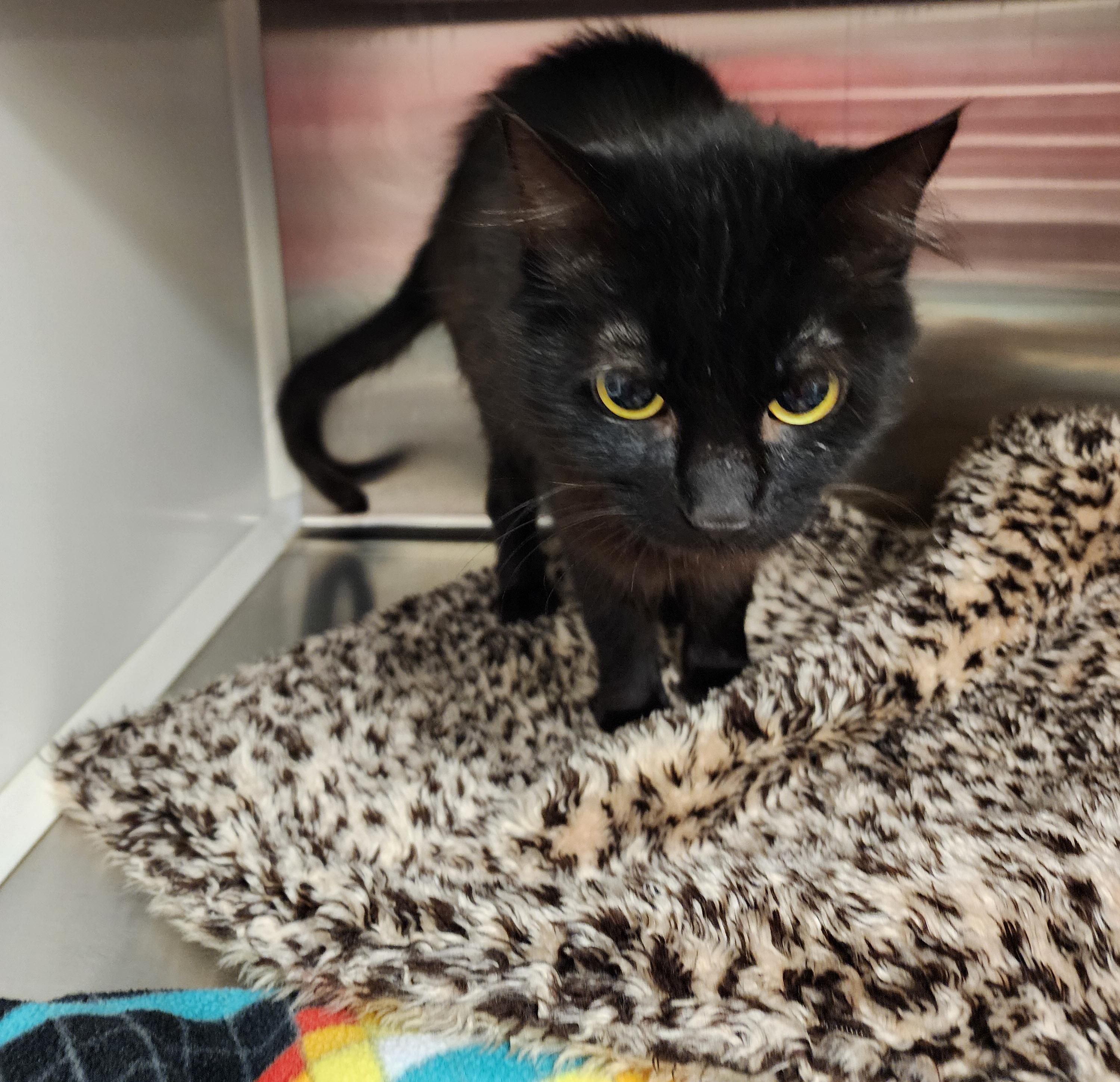 Harriet, an adoptable Domestic Short Hair in Hilton Head Island, SC, 29925 | Photo Image 2