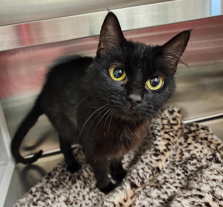 Harriet, an adoptable Domestic Short Hair in Hilton Head Island, SC, 29925 | Photo Image 1