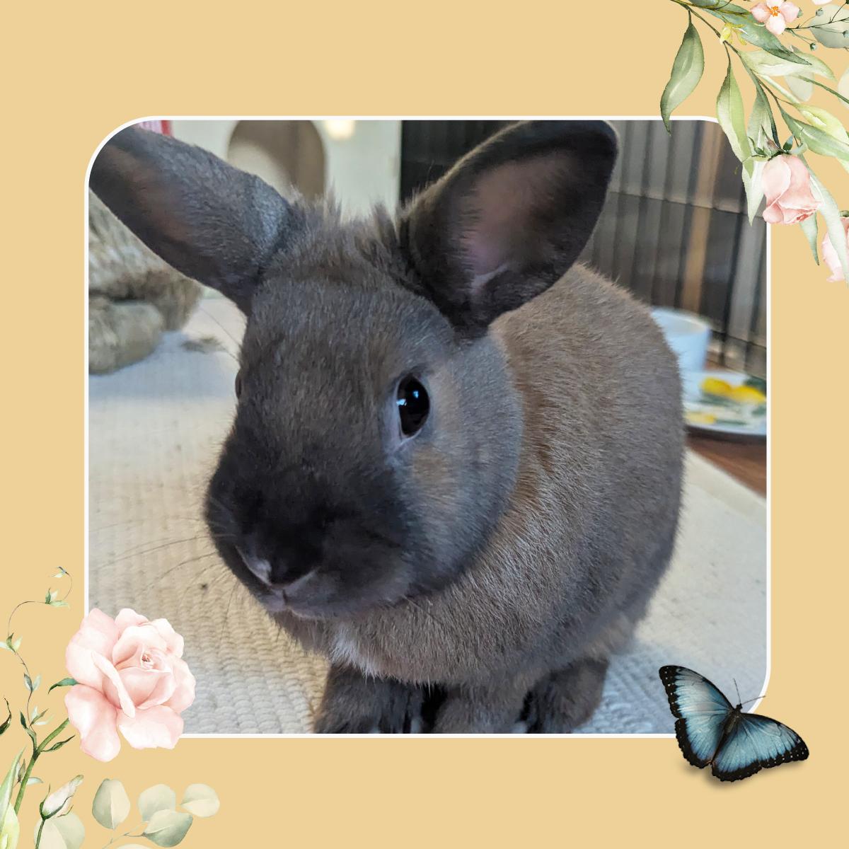 Mocha Bunny Rabbit Rabbit