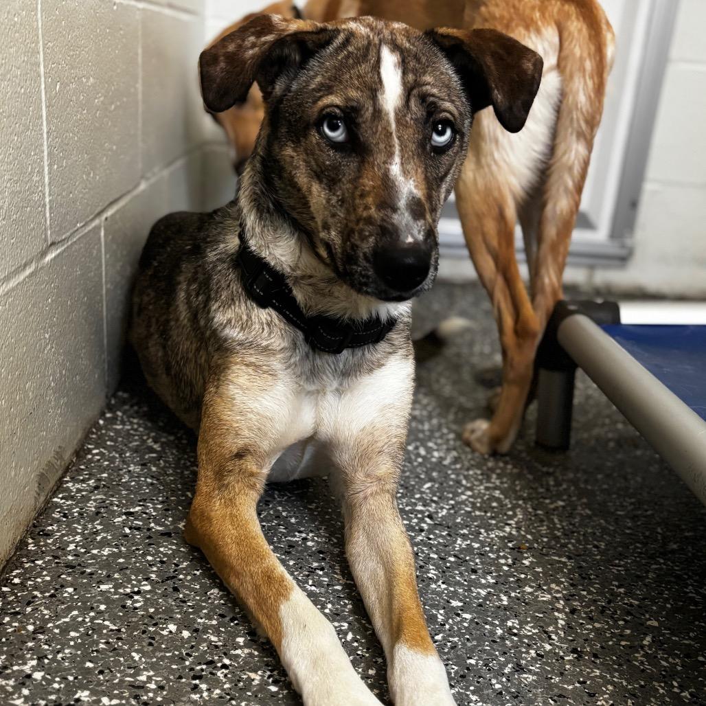Marbles, Adoptable, Young Female Shepherd & Australian Shepherd.